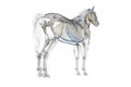 a horses skeleton Royalty Free Stock Photo