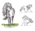 Horses sketch with watercolor style colored illustrations