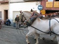 Horses in the sled.