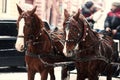 horses in sleigh ride in winter snowy city street in europe. sightseeing tourism attraction. carriage riding Royalty Free Stock Photo