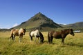 Horses in Snaefellsnes