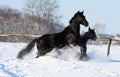 Horses in the snow