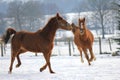 Horses in the snow