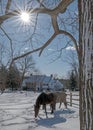 2017-02-10 Horses & Snow