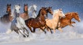 Horses in snow Royalty Free Stock Photo