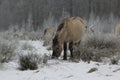 Horses in the snow (paard in de sneeuw)