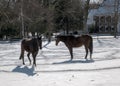 2017-02-10 Horses & Snow