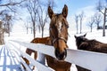 Horses in Snow - Winter in Bluegrass - Kentucky