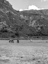 Horses in a soccer field in the Los Cardones National Park Royalty Free Stock Photo