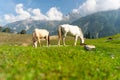 Horses in Sonamarg in summer season, Himalaya mountains range in Jammu Kashmir, north India Royalty Free Stock Photo