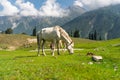 Horses in Sonamarg in summer season surrounded by Himalaya mountains range in Jammu Kashmir, north India Royalty Free Stock Photo