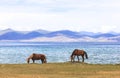 HORSES AT SONG KUL LAKE IN KYRGYZSTAN