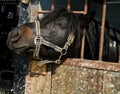 Horses in stable Royalty Free Stock Photo