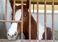 Horses in stable Royalty Free Stock Photo