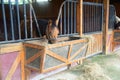 Horses in stable Royalty Free Stock Photo