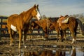 Horses_in_stable