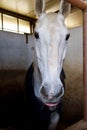 Horses in stable Royalty Free Stock Photo