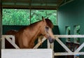 Horses in stables eating food In the farm Royalty Free Stock Photo