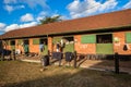 Horses Stables Feed Woman Rider