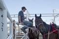 Horses in a stadium, Calgary