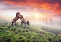 Horses, stallions in the fog Royalty Free Stock Photo