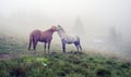 Horses, stallions in the fog Royalty Free Stock Photo