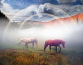 Horses, stallions in the fog Royalty Free Stock Photo