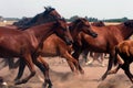 Horses stampeding Royalty Free Stock Photo