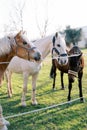 Horses stand on a green pasture peeking out from behind a rope fence