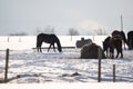 He horses stand in the pasture next to the forage Royalty Free Stock Photo