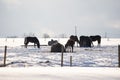 he horses stand in the pasture next to the forage Royalty Free Stock Photo