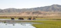 Horses Stand in a River