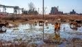 Horses stand in a swamp near the container terminal