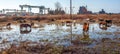 Horses stand in a swamp near the container terminal