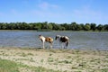 Horses stand at a watering place with foals