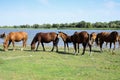 Horses stand at a watering place with foals