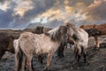 Horses standing by black sand beach against cloudy sky during sunset Royalty Free Stock Photo