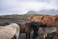 Horses standing by black sand beach against mountain during foggy weather Royalty Free Stock Photo