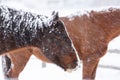 Horses standing in the blowing wind and snow