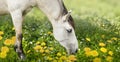 Horses standing eating on meadow dandelions grass background Royalty Free Stock Photo