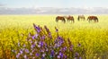 Horses standing eating on meadow grass background Royalty Free Stock Photo