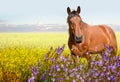 Horses standing eating on meadow grass background Royalty Free Stock Photo