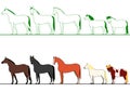 Horses standing in line