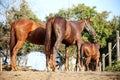 Horses standing in the paddock against electric fence Royalty Free Stock Photo