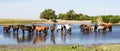 Horses standing in pond