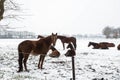 Horses standing in snow on a cold winter day Royalty Free Stock Photo