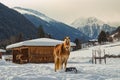Horses standing in the snow near wooden shelter in alpine valley Royalty Free Stock Photo