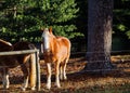 Horses standing together in a verdant field near a wooden fence Royalty Free Stock Photo