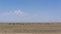 Horses Steppe Kazakhstan Royalty Free Stock Photo