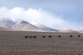 Horses steppe mountains herd graze spring
